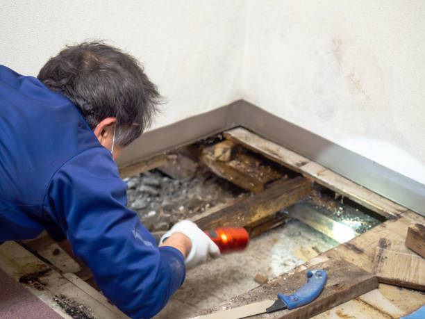 Best Basement Mold Remediation in Weweantic, MA