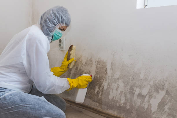 Best Localized Mold Remediation (e.g., coastal areas, humid climates) in Weweantic, MA