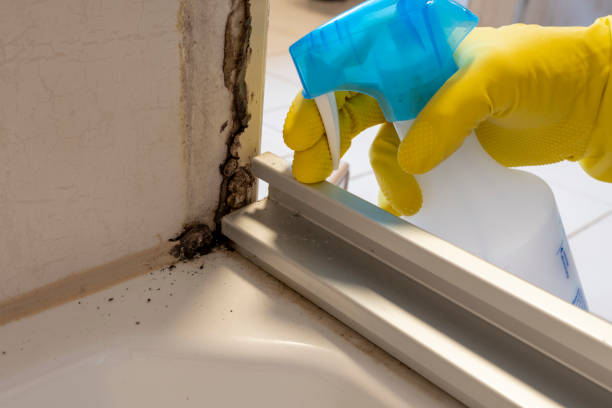 Best Post-Flood Mold Remediation in Weweantic, MA