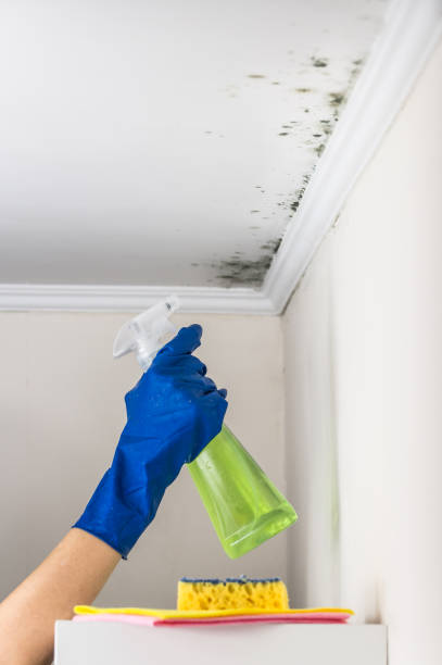 Best Health and Safety Mold Remediation in Weweantic, MA